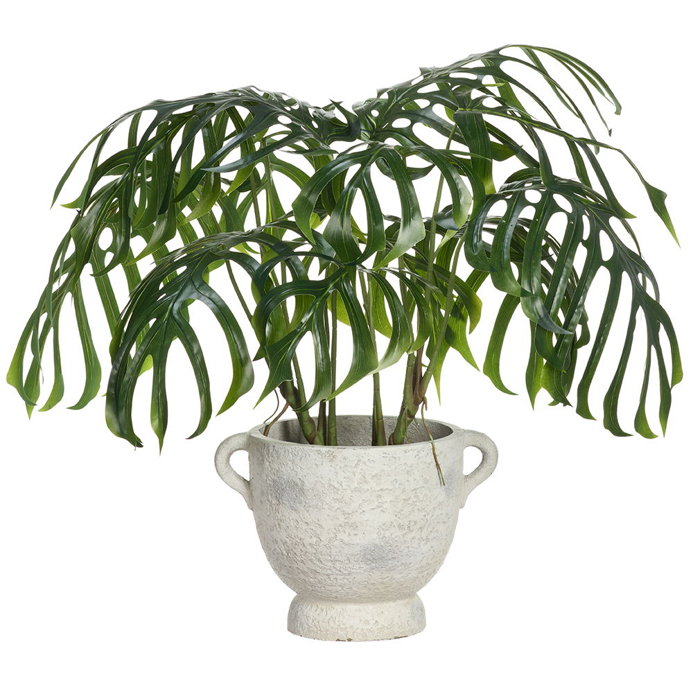 Monstera Plant in Fiber Cement Planter Green