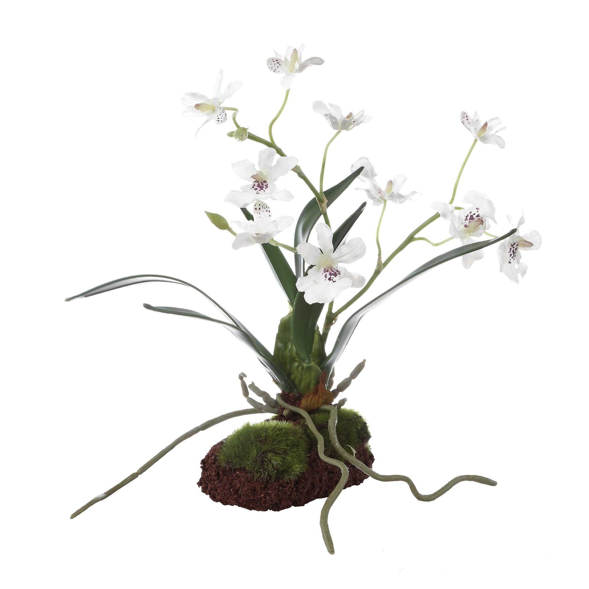 Clovis - Orchid Drop-In - White