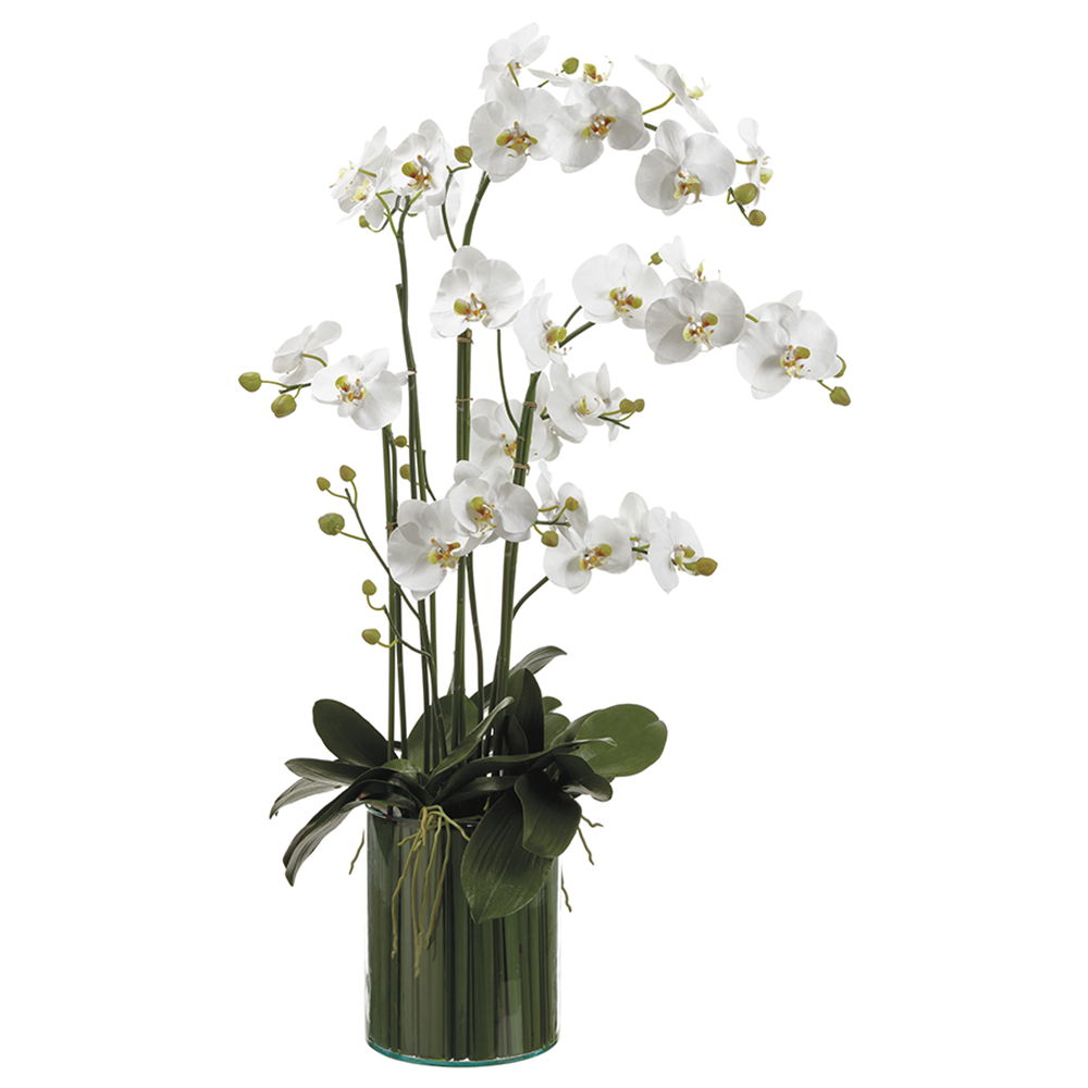 Orchids in Soil Glass Vase White