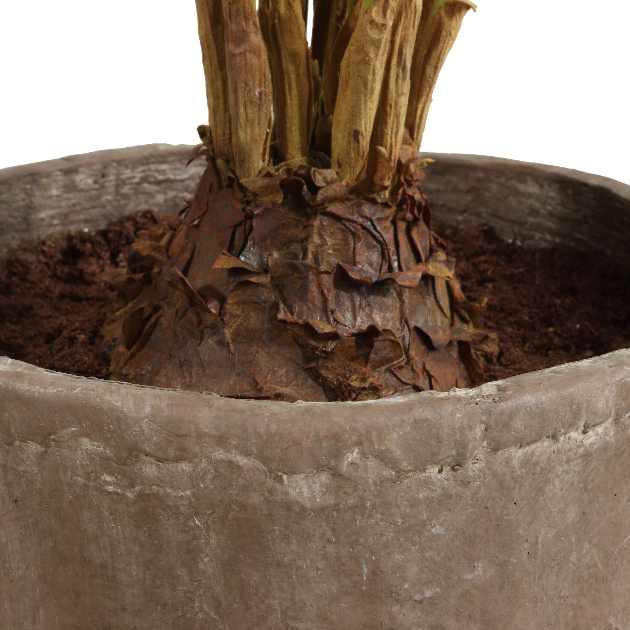 Zamia - Palm Accent In Planter - Green