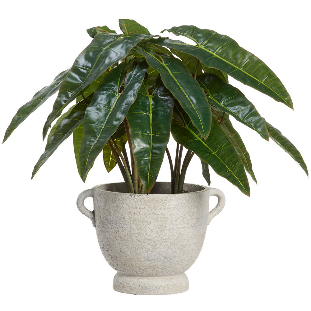 Philodendron Plant in Fiber Cement Planter Green