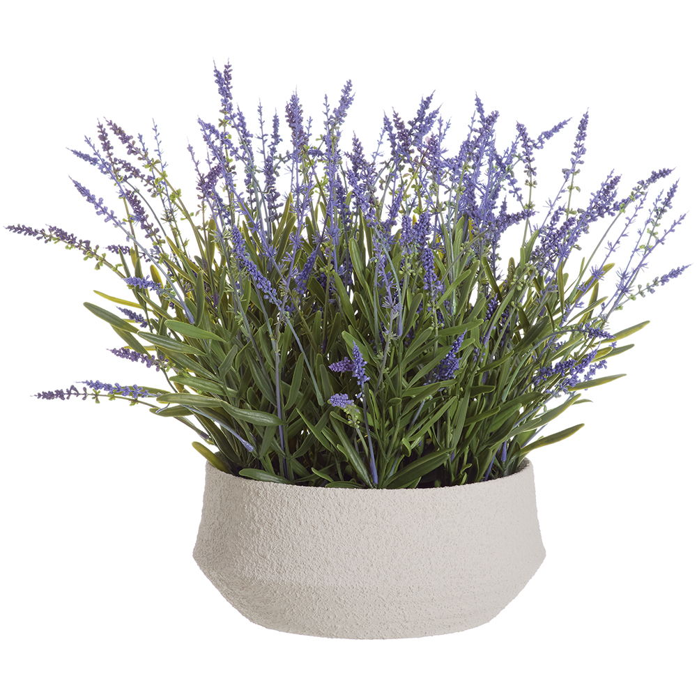 Lavender in Terra Cotta Planter Lavender Green