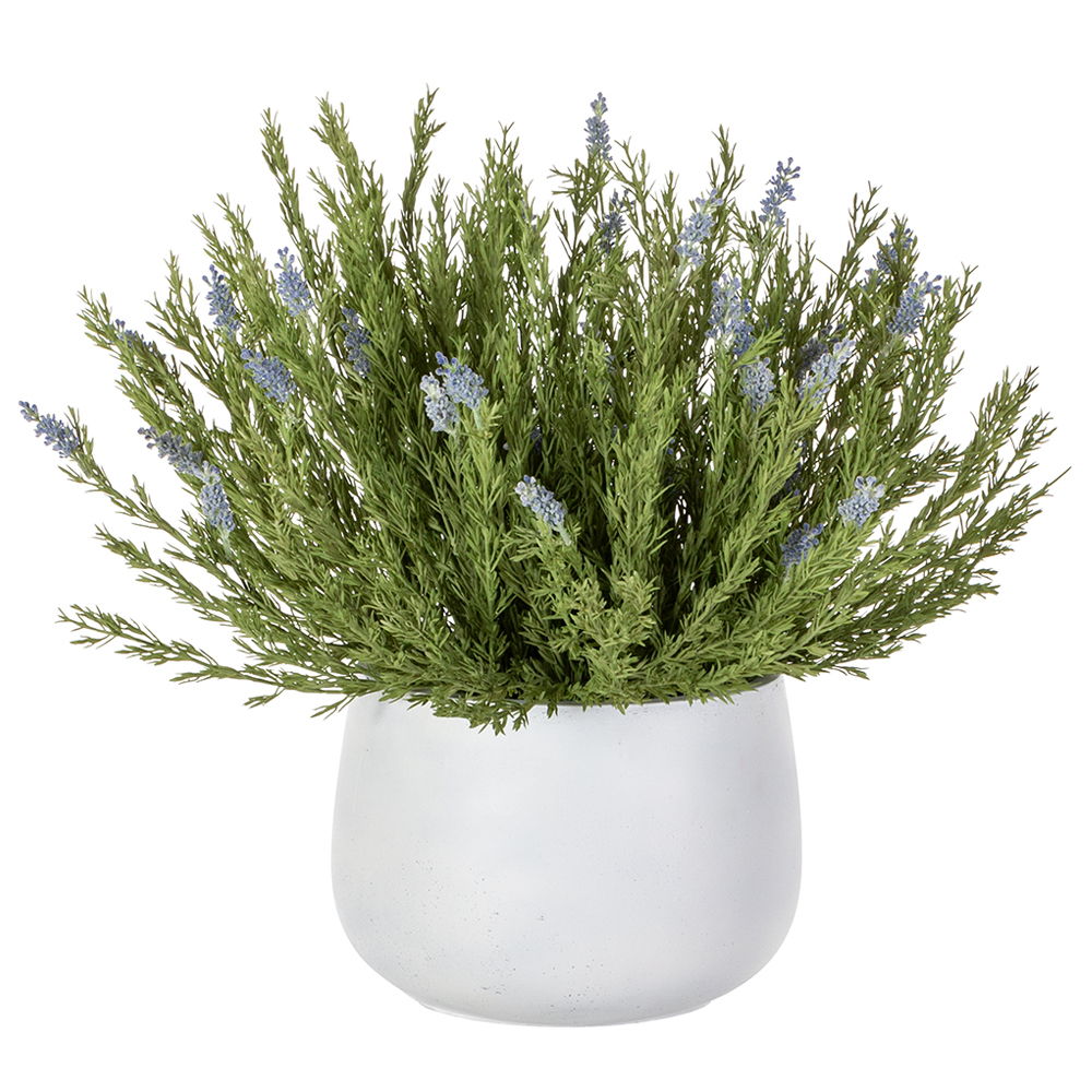 Wild Lavender in Cement Pot Lavender Green