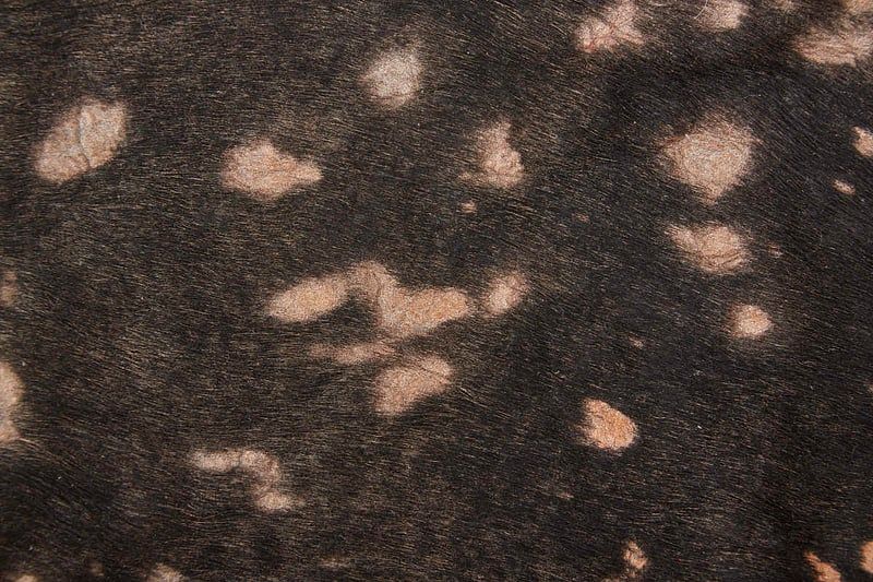 ELLYSE Collection - RAIND Copper