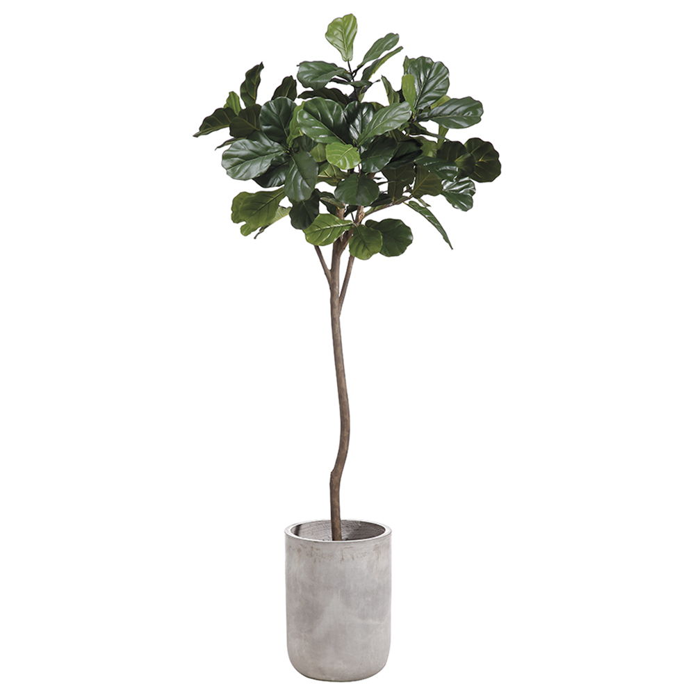 Fiddle Leaf Tree in Fiber Cement Planter Green