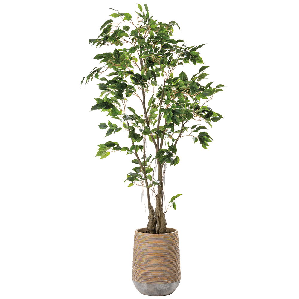 Ficus Tree in Cement Planter Green
