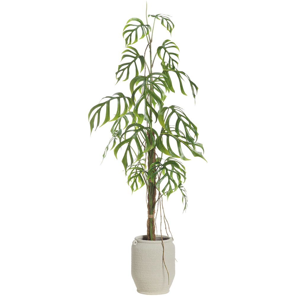 Monstera Plant in Terra Cotta Planter Green