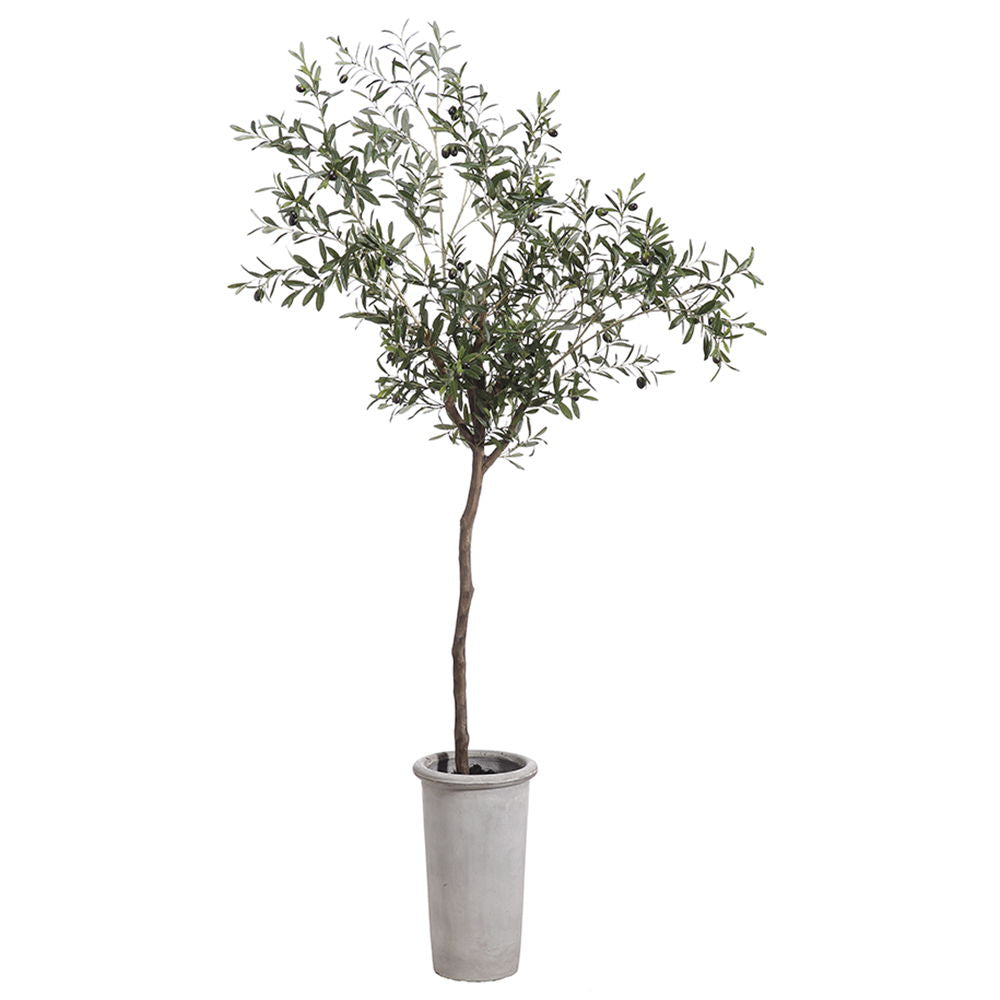 Olive Tree in Fiber Cement Planter Green