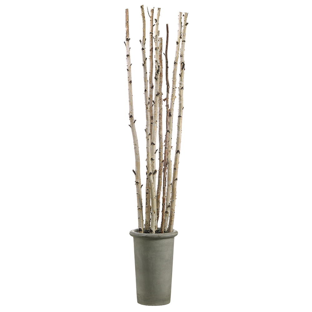 Birch Pole in Fiber Cement Container Green