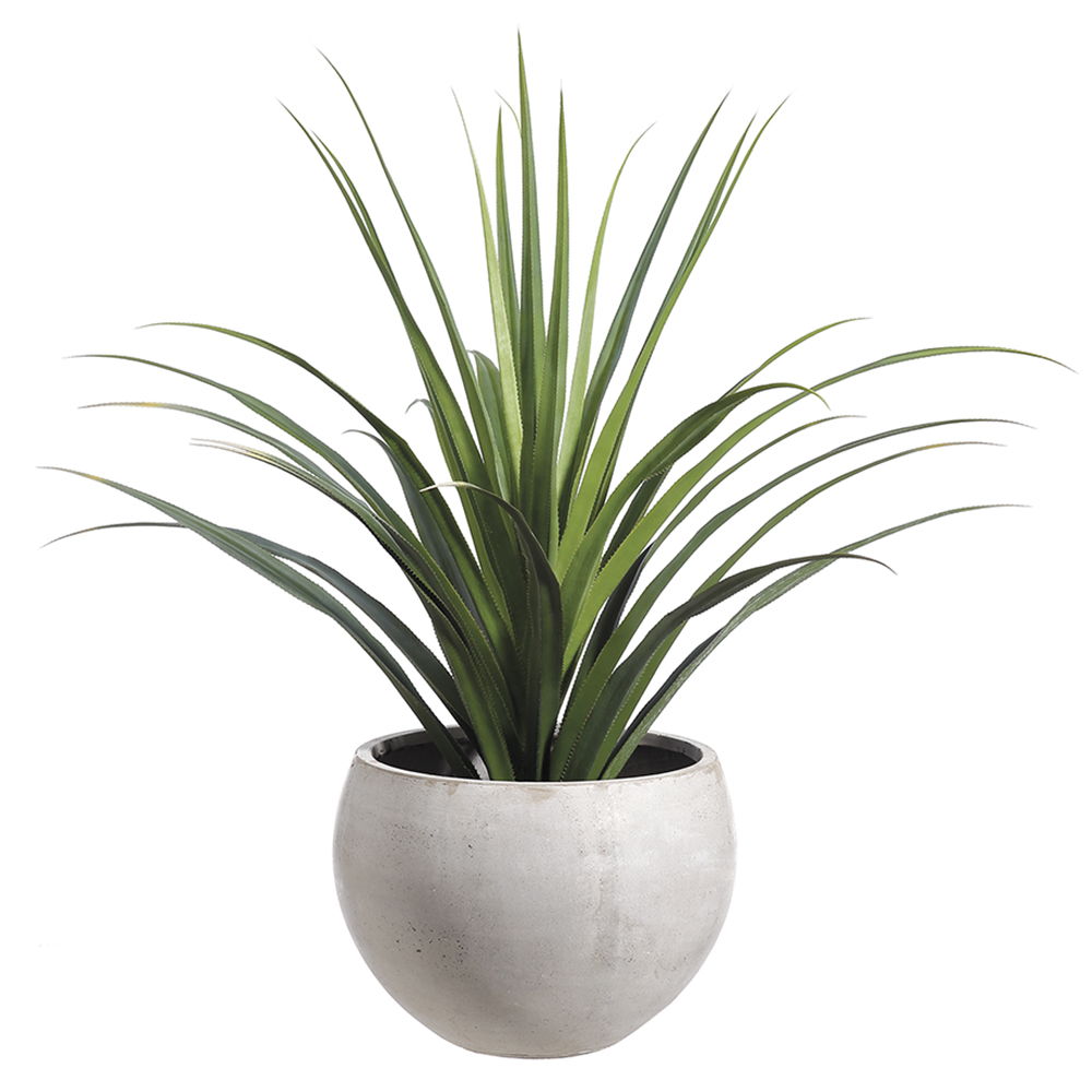 racaena in Fiber Cement Planter Green