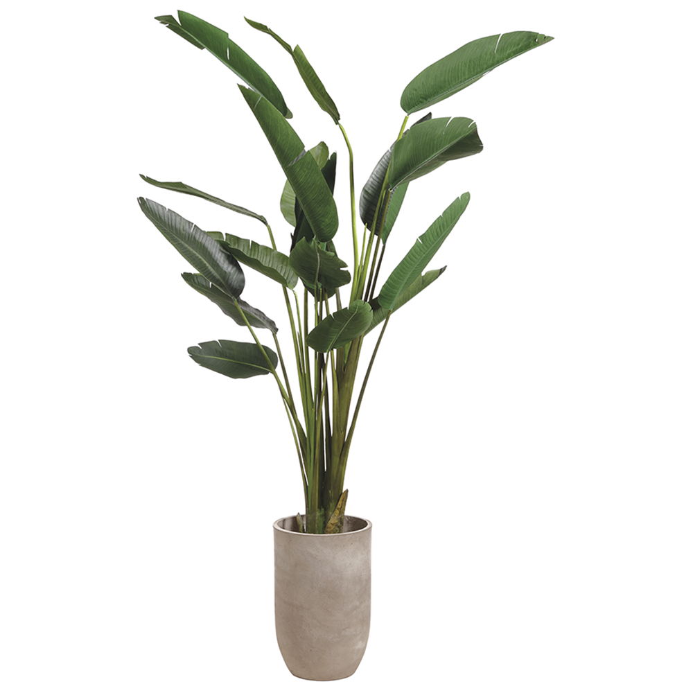 Birds of Paradise in Cement Planter Green