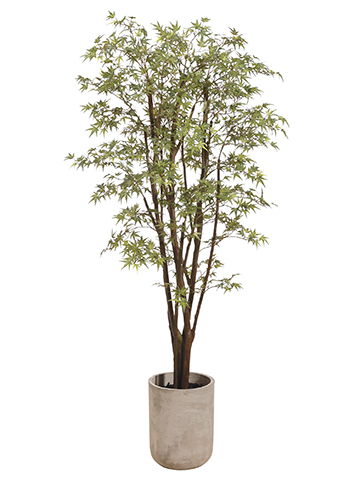 Mini Japanese Maple in Fiber Cement Planter Green