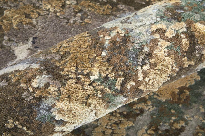 TRINITY Collection - 69CWF Gray/Multi