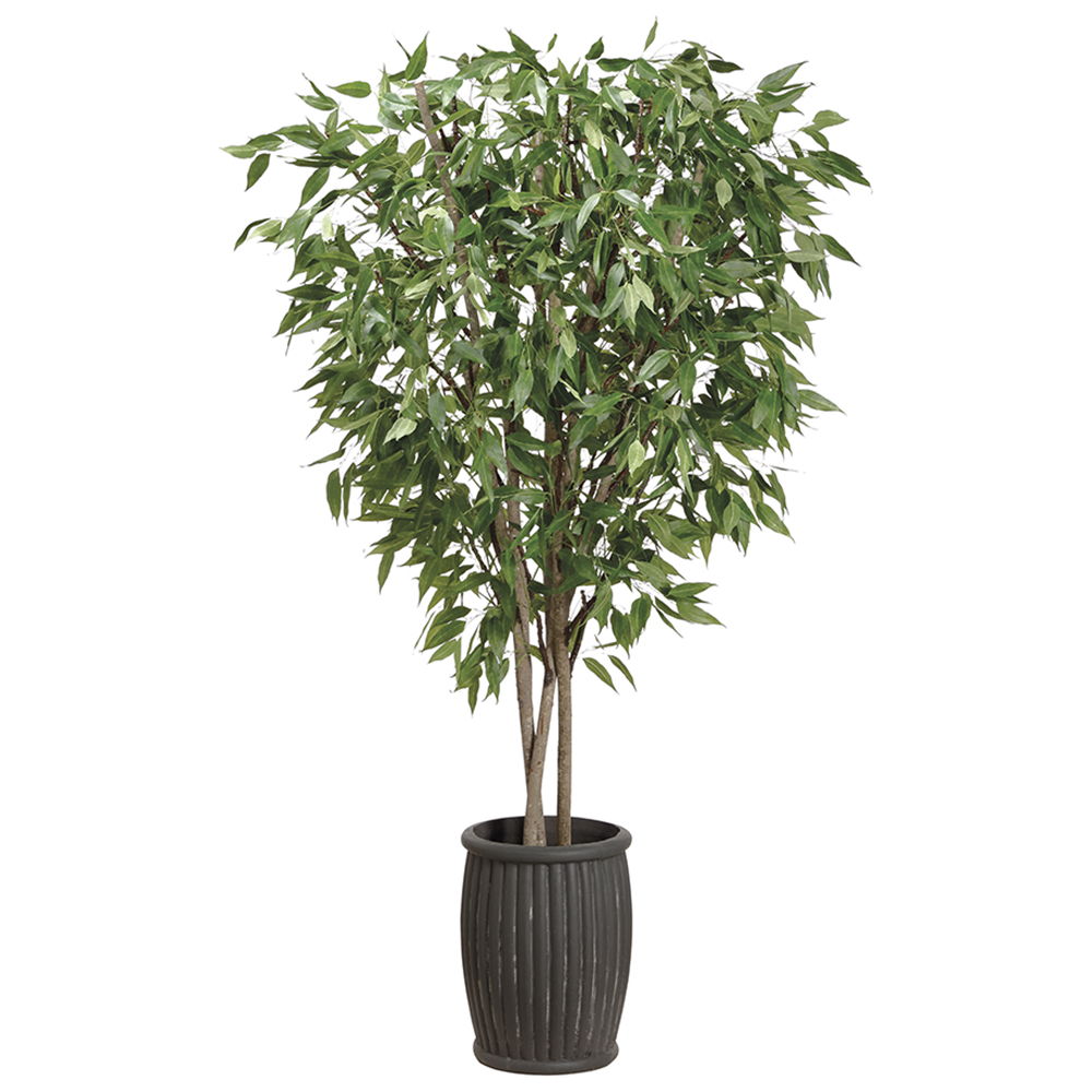 Eucalyptus Tree in Cement Planter Green