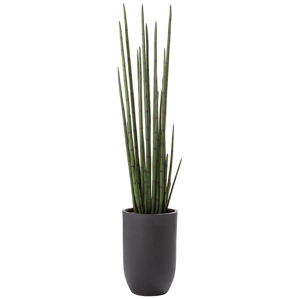 Snake Grass in Cement Planter Green