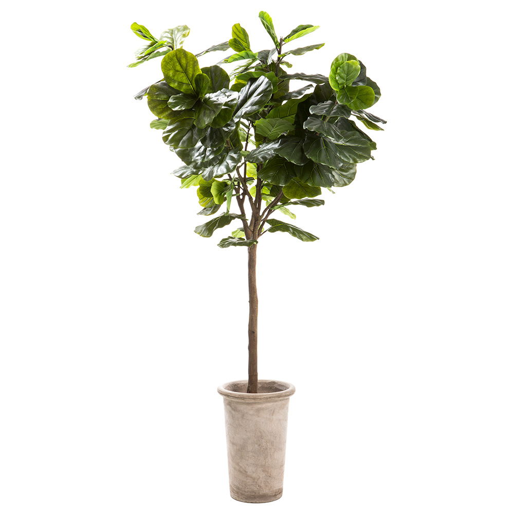 Fiddle Tree in Cement Planter Green