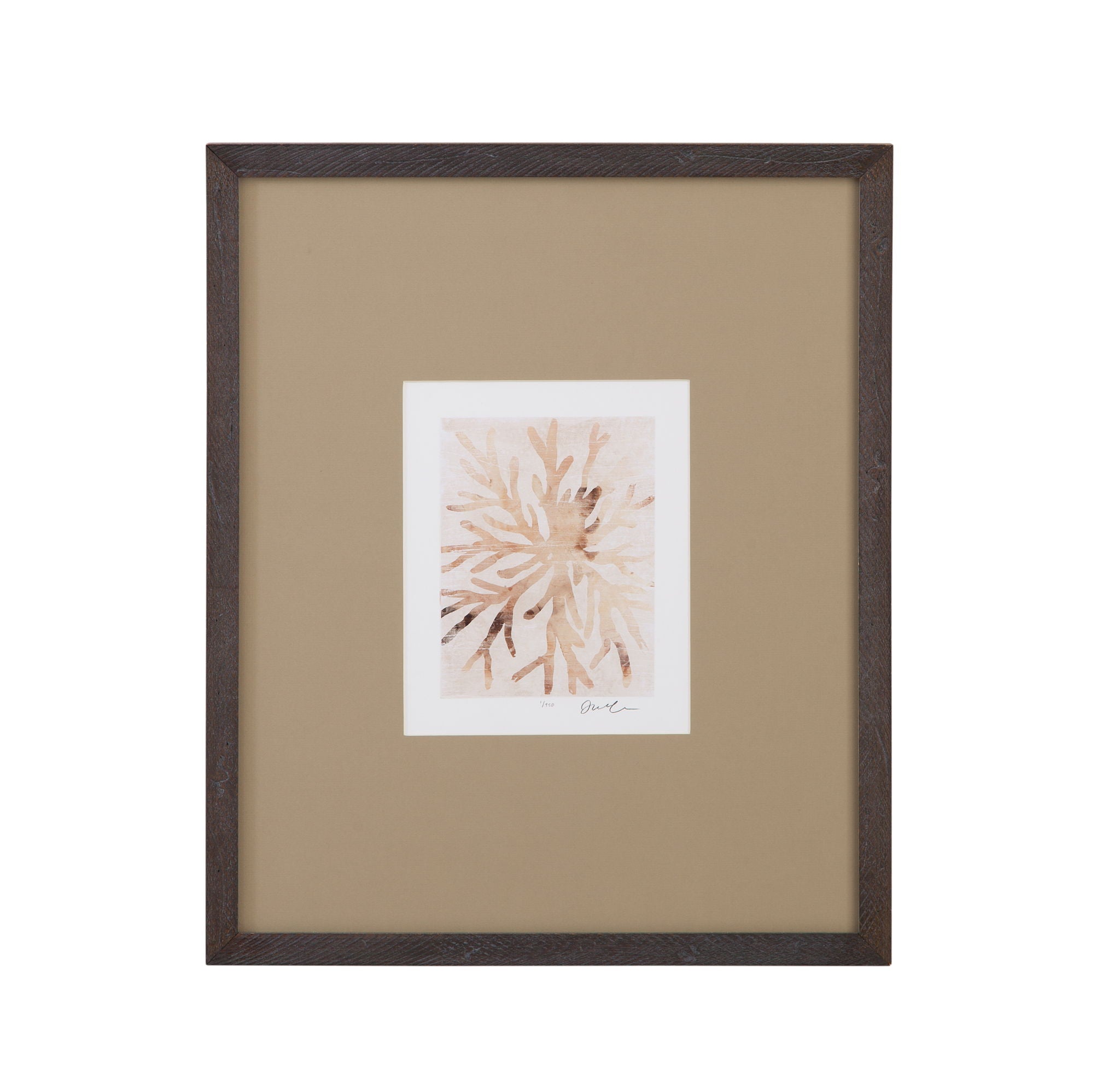 Parchment Coral II Framed Print - Brown