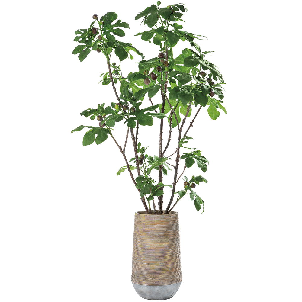 Fig Tree in Cement Planter Green