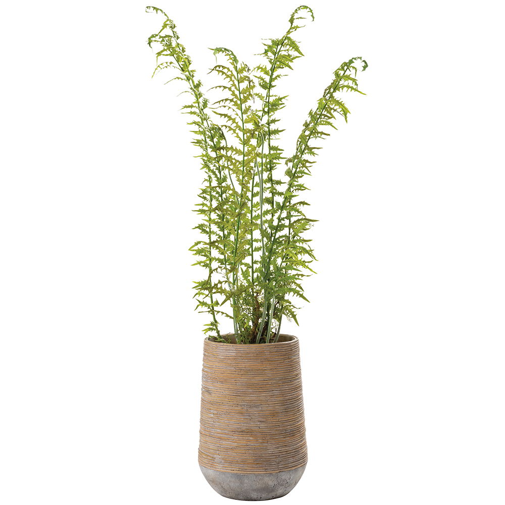 Fern in Cement Planter Green