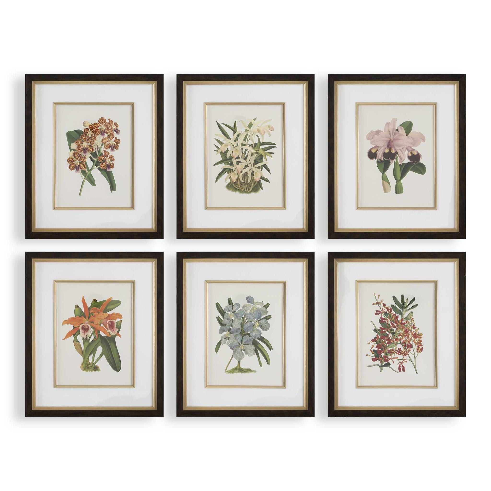 Orchid - Botanical Framed Prints (Set of 6) - Black / Blue / Gold / Green / Orange / Pink / Purple / Red