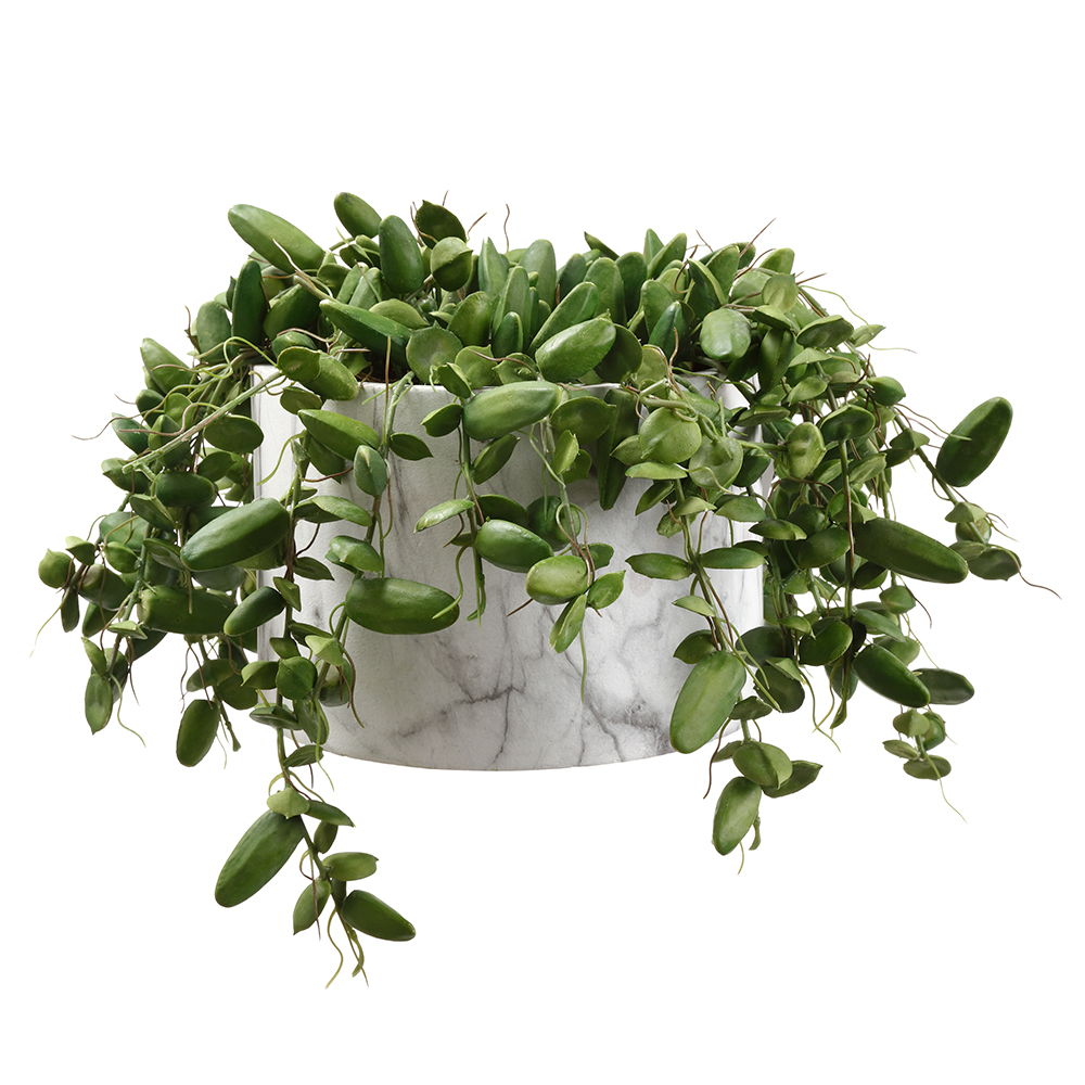 Dischidia in Pot Green
