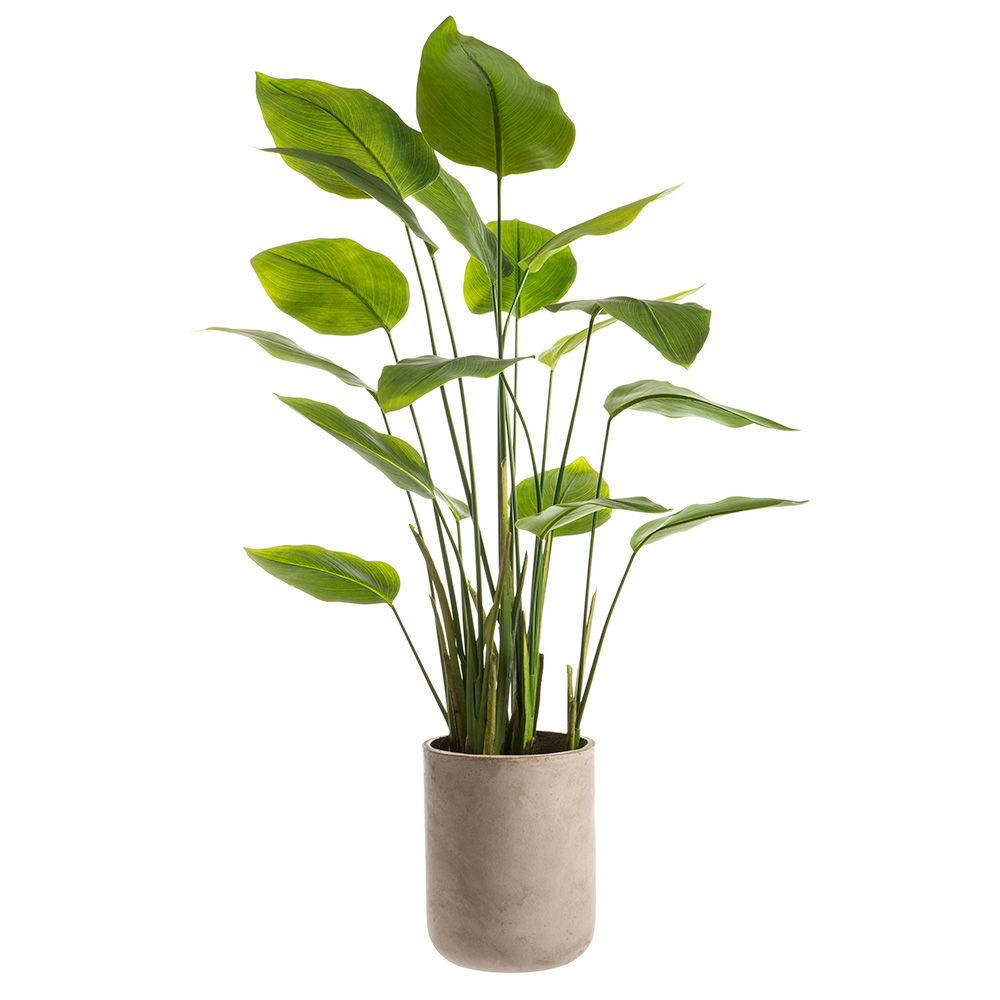 Banana Leaf Plant in Cement Planter Green