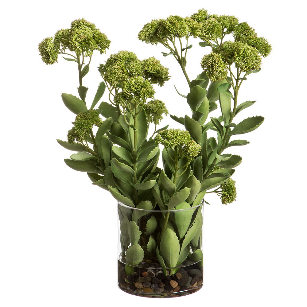 Sedum in Glass Vase with Rocks Green Burgundy
