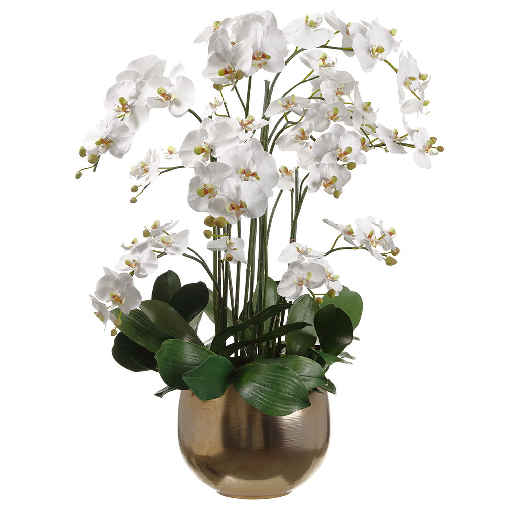 Orchids in Planter White