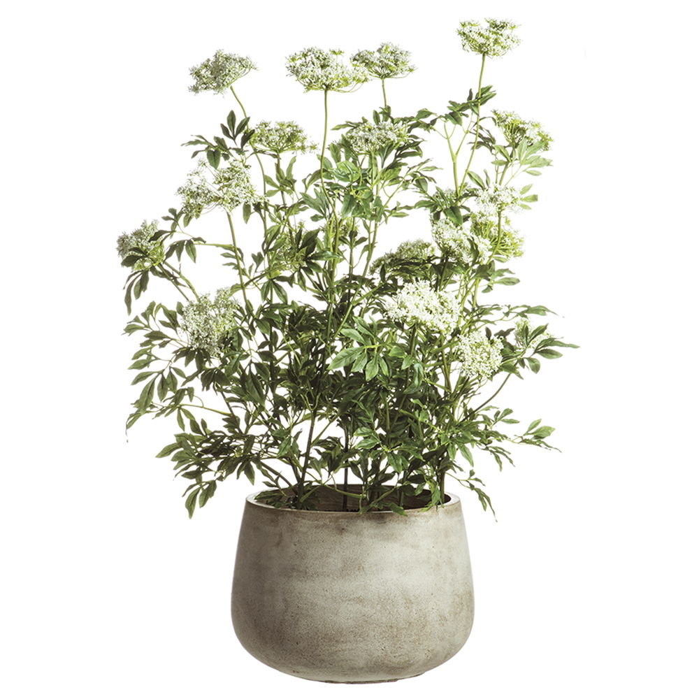 Queen Anne's Lace in Cement Pot Green