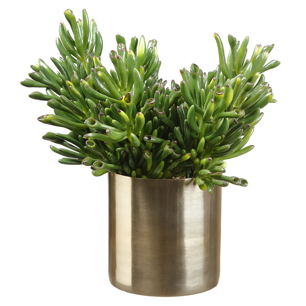 Coral Succulent In 5"Hx5"D Cylinder Green