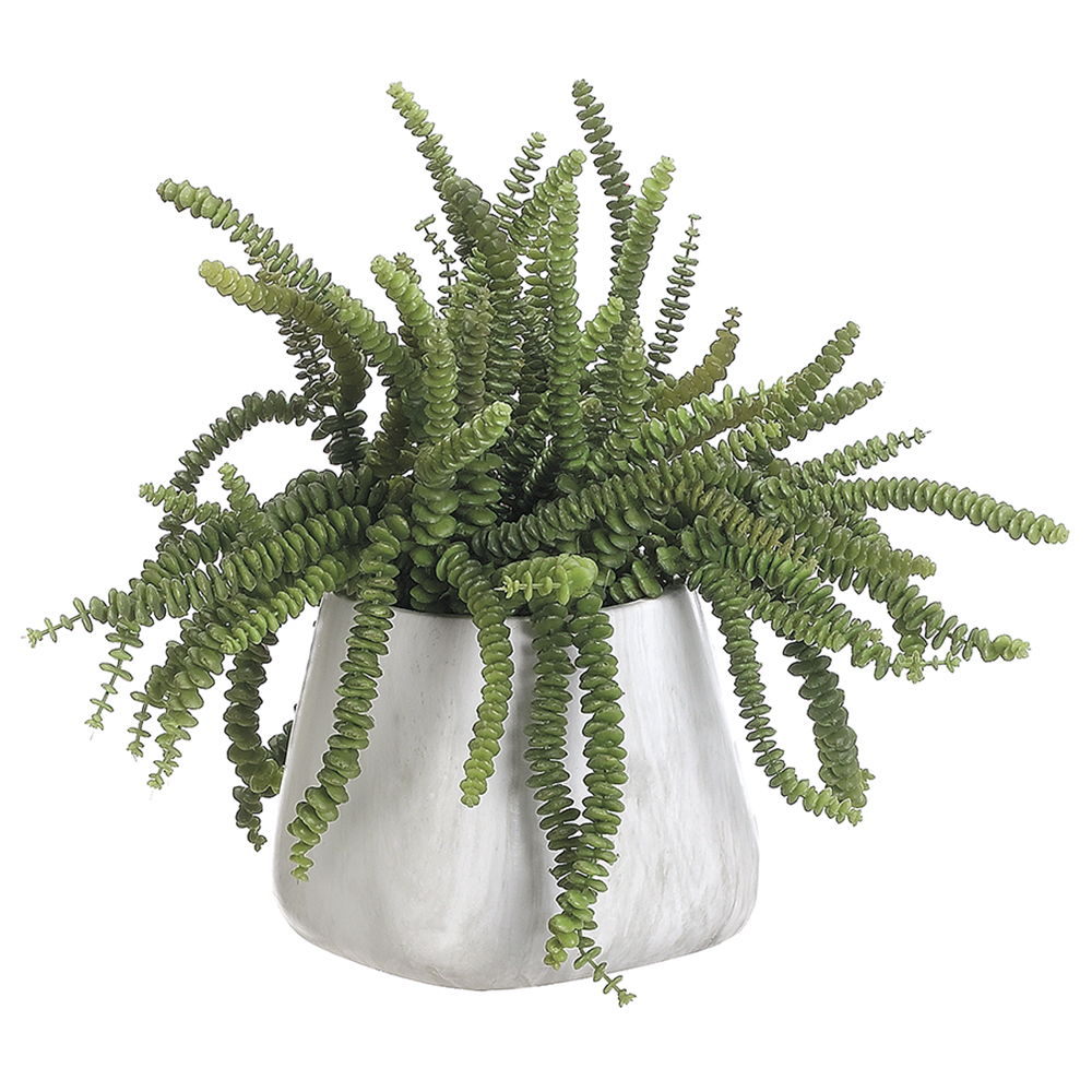 Money Succulent Terra Cotta Pot Green