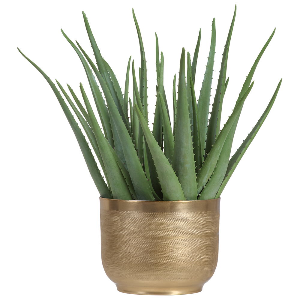 Agave in Gold Textured Metal Pot Green