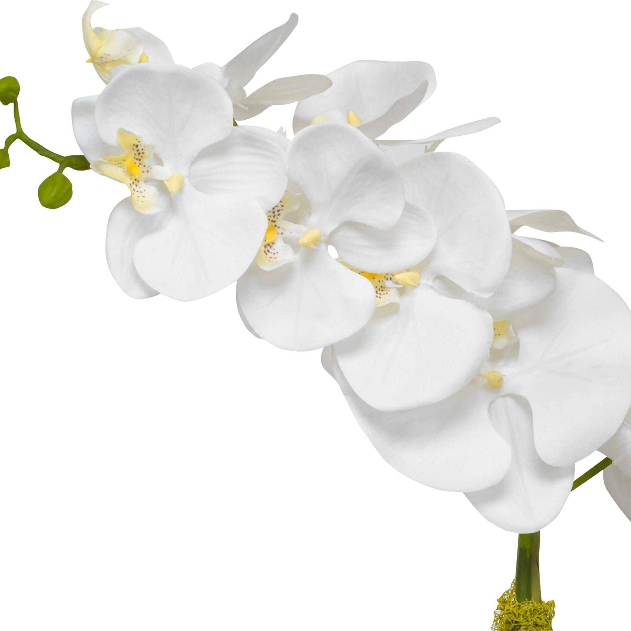 Cami - Orchid With Brass Pot - White