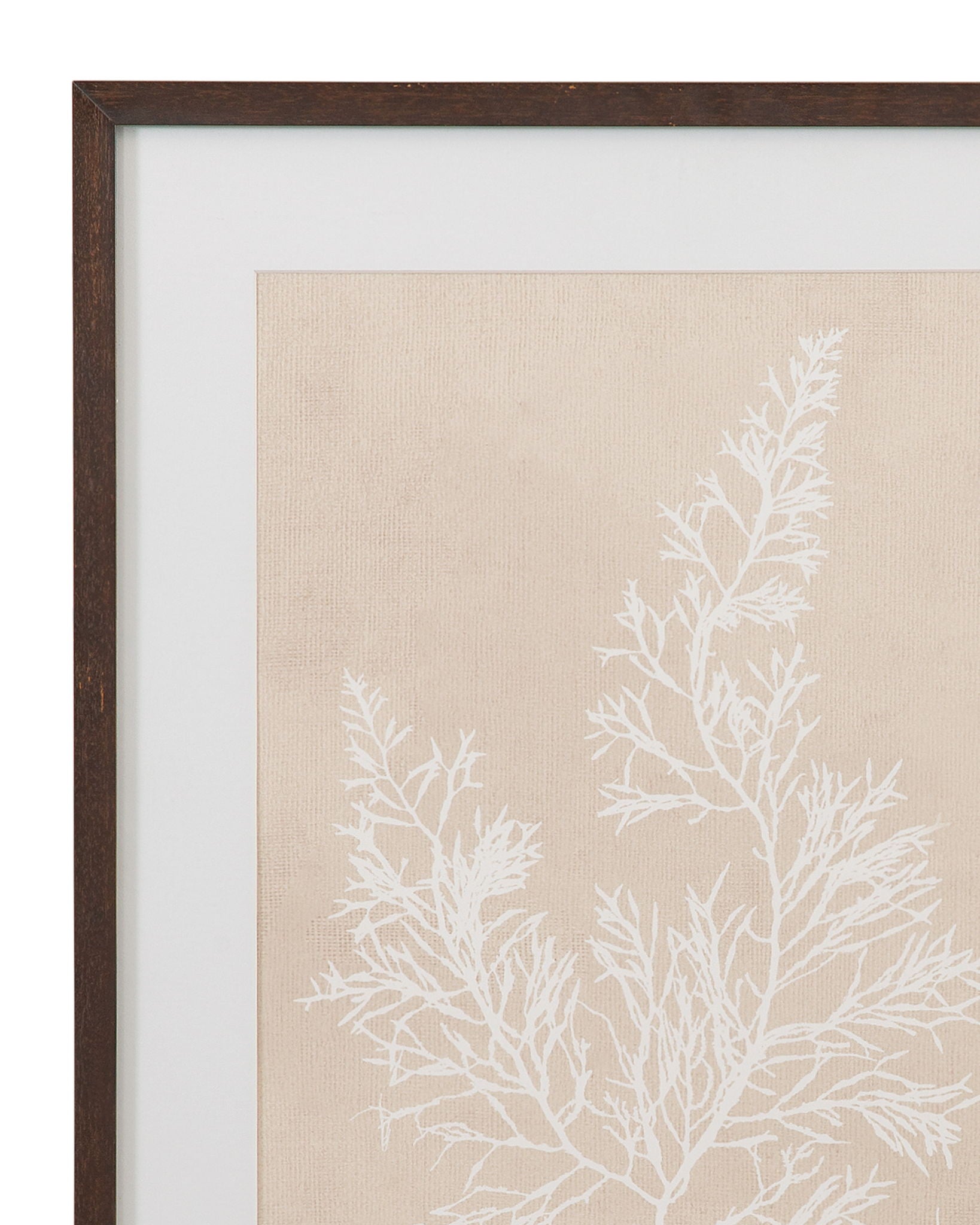 Cystoseira Faeniculacea Framed Print - Beige
