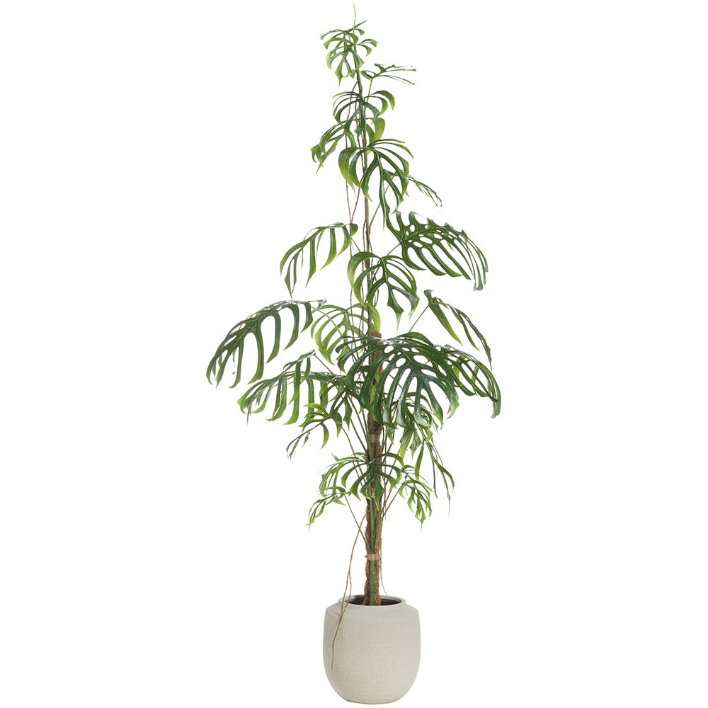 Monstera Plant in Terra Cotta Planter Green