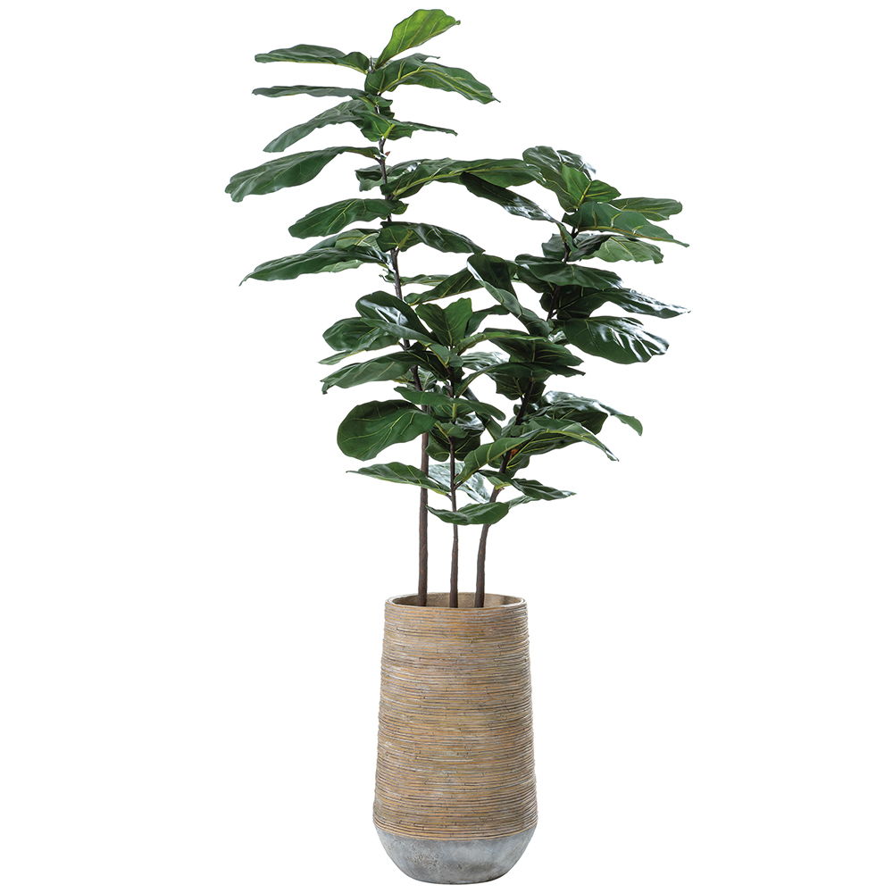 Fiddle Leaf Tree in Cement Planter Green