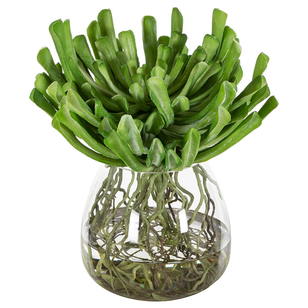 Echeveria w/Roots in Glass Vase Green