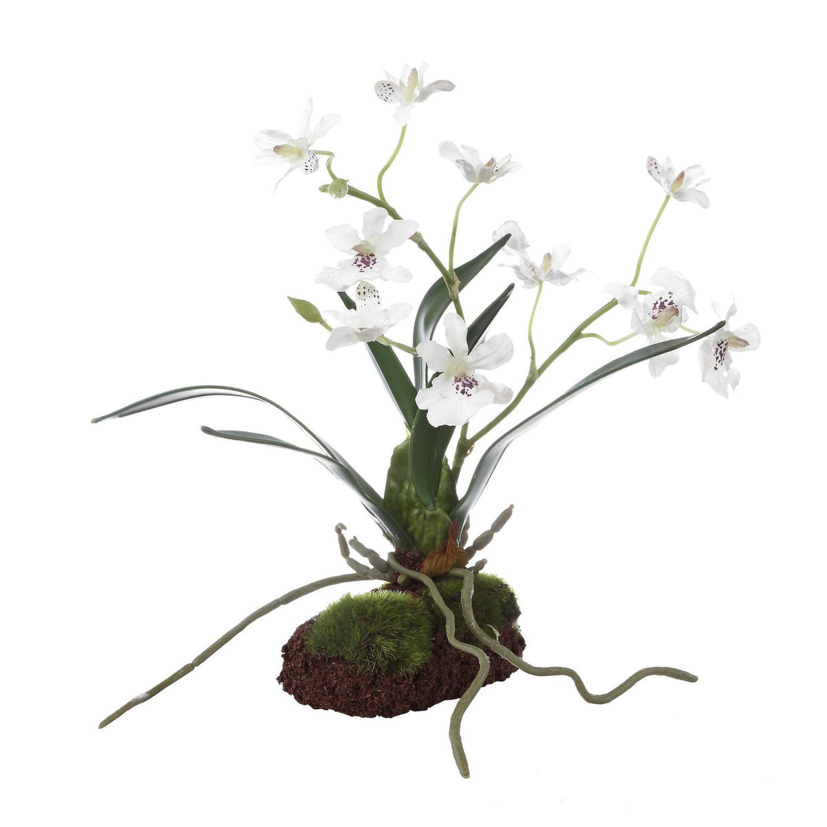 Clovis - Orchid Drop-In - White