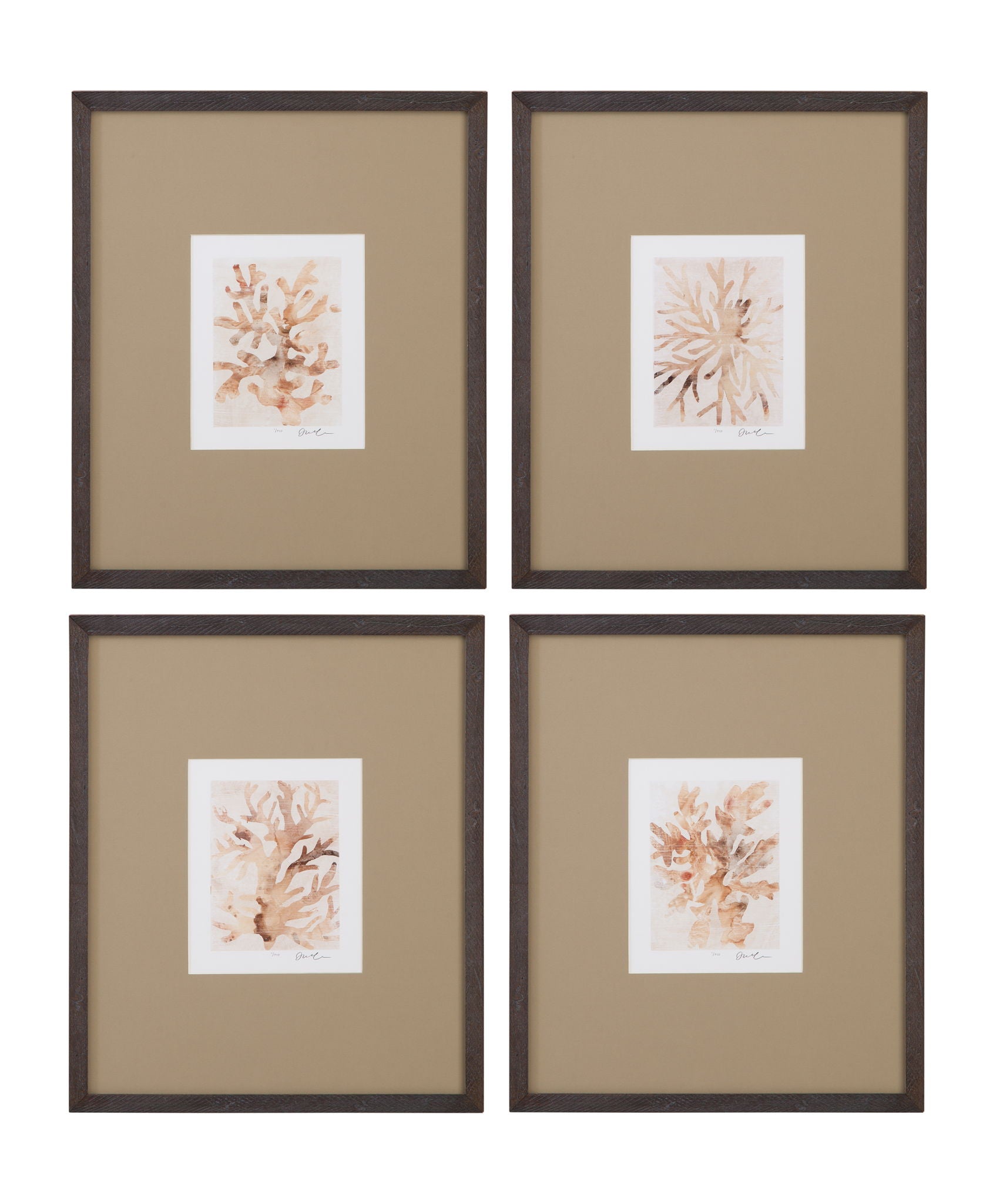 Parchment Coral II Framed Print - Brown