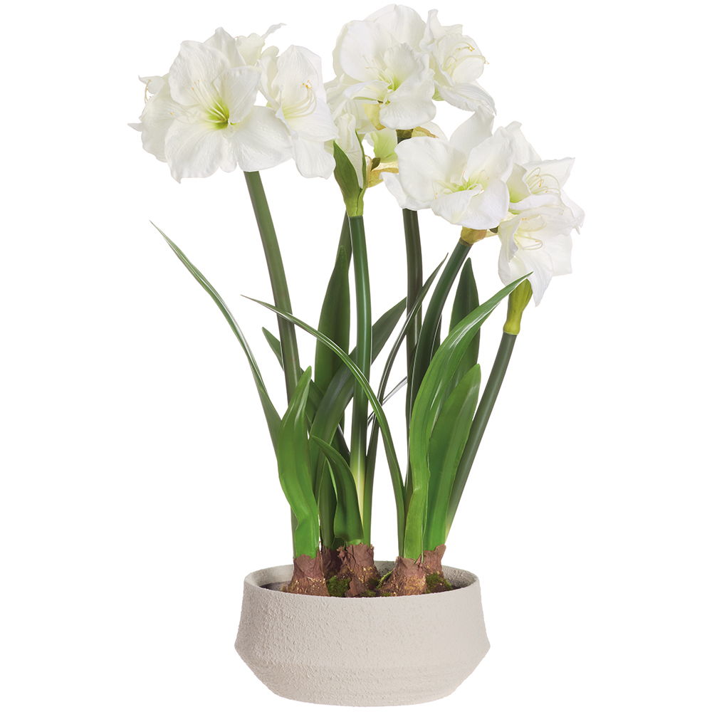 Amaryllis W-Bulb in Terra Cotta Planter White