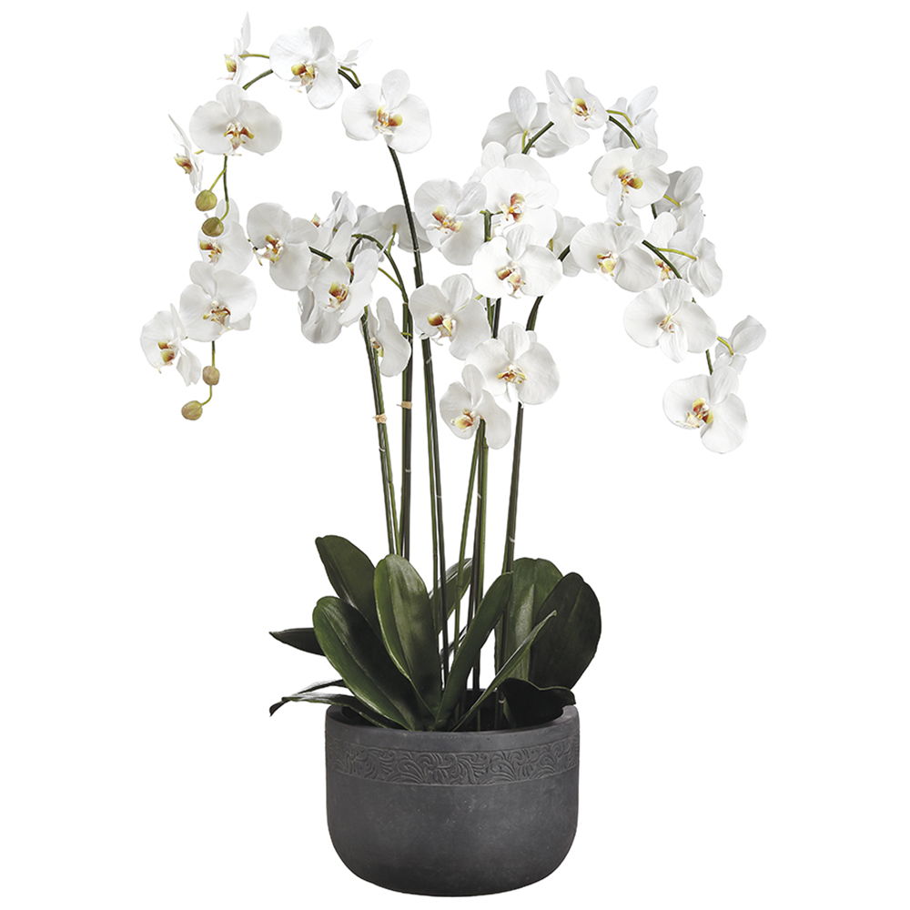Phalaenopsis Orchid Plant In Fiber Clay Planter White