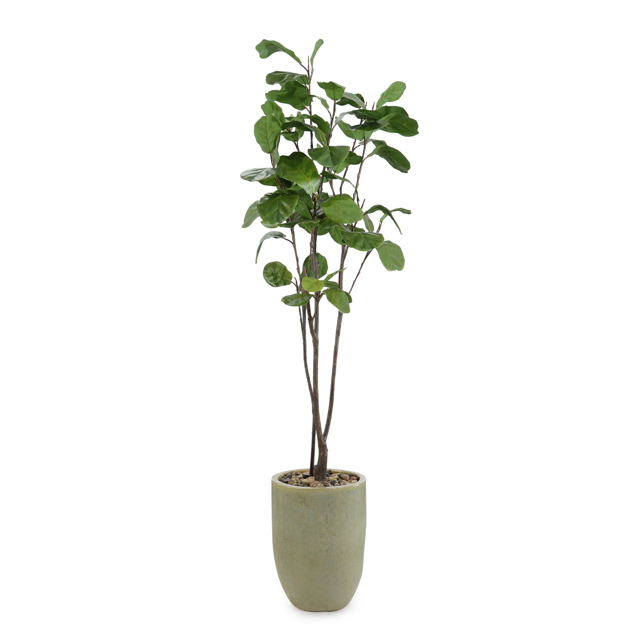 Tall and Slender Fiddle Leaf Fig