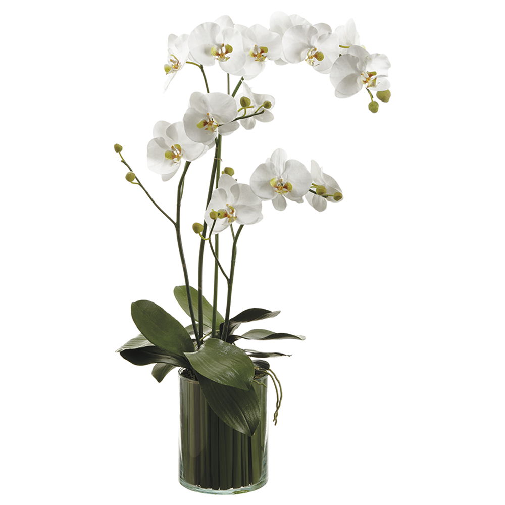 Orchids in Soil Glass Vase White