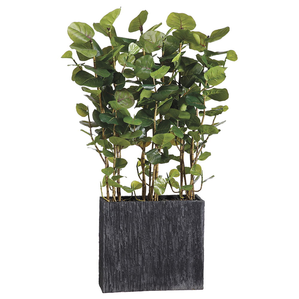 EVA Sea Grape Wall Divider in Rectangular Container Green
