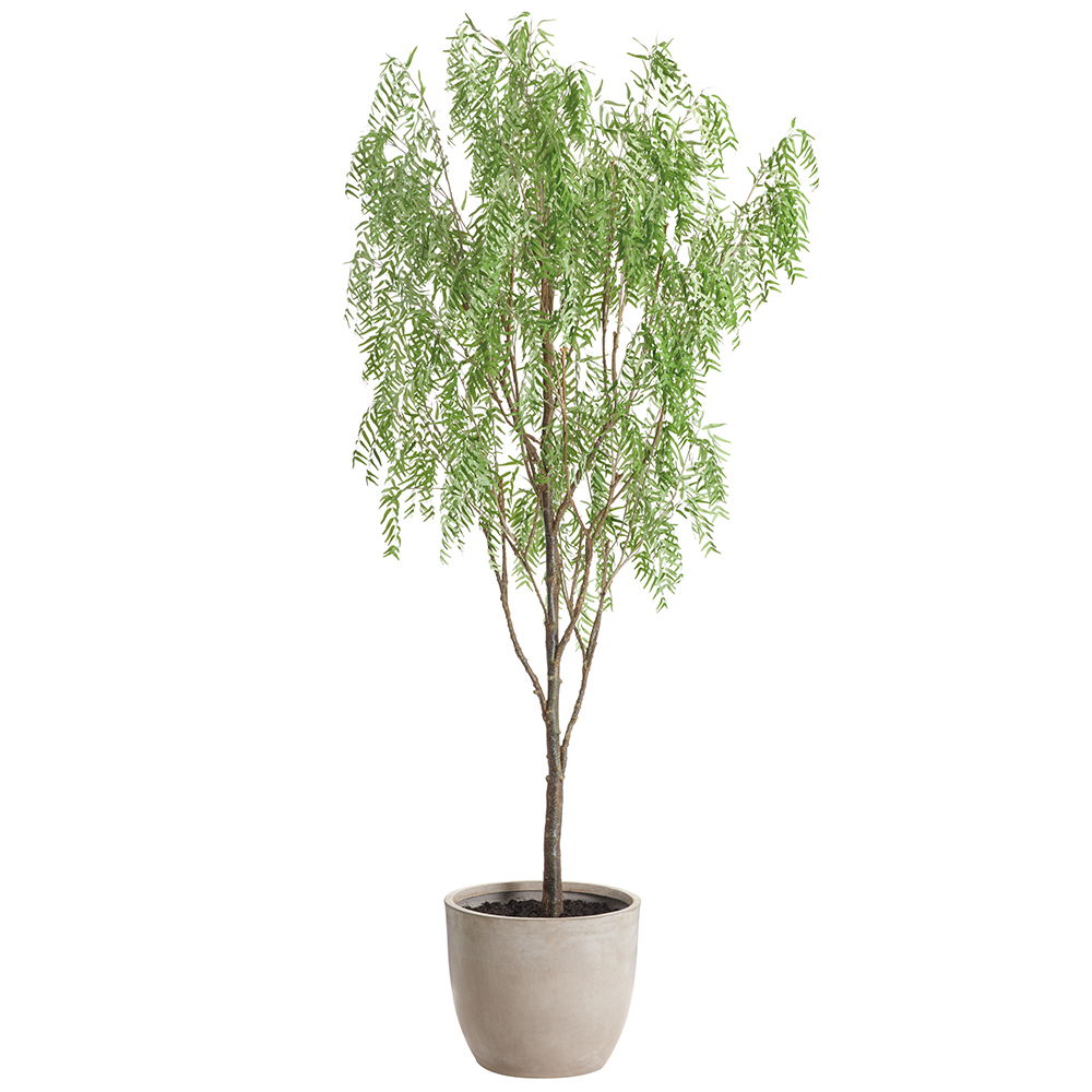 Pepper Berry Tree in Cement Planter Green
