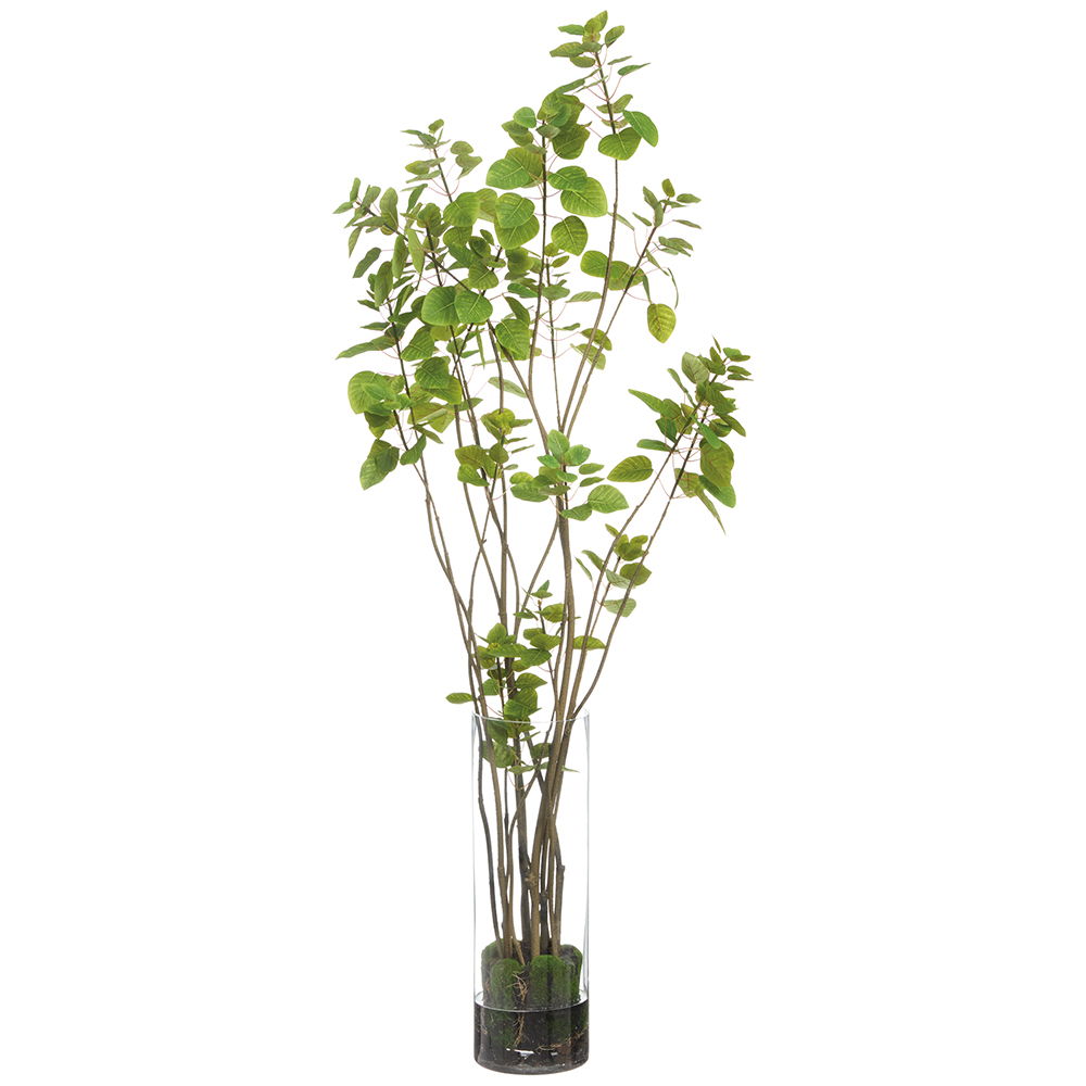 Cotinus Plant in Tall Glass Vase Green