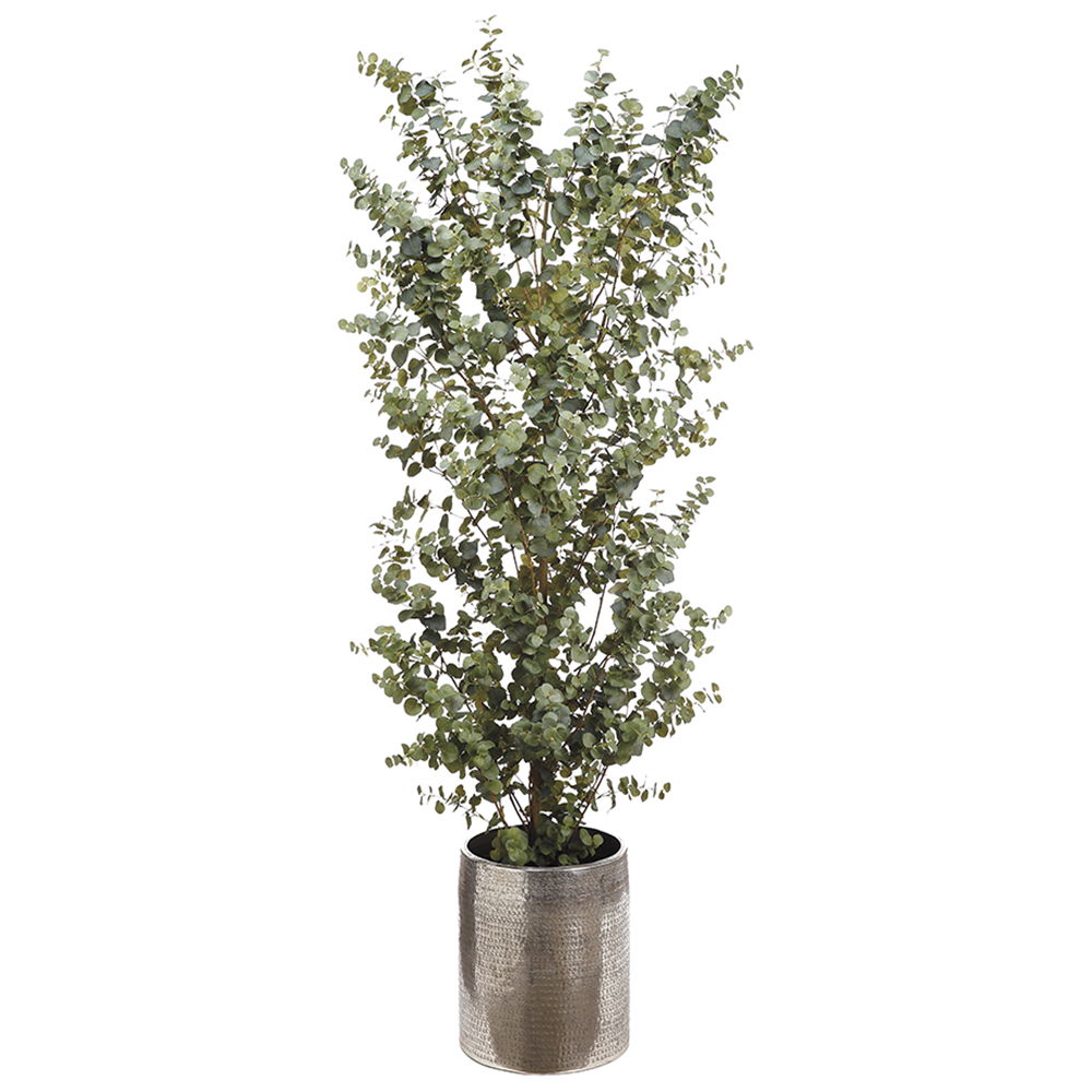 Eucalyptus Tree in Aluminum Planter Green