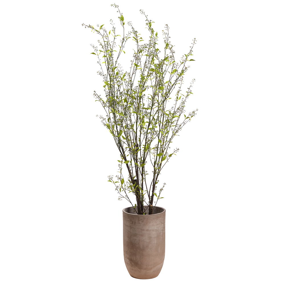 Berries with Leaves Tree in Cement Planter Green Yellow