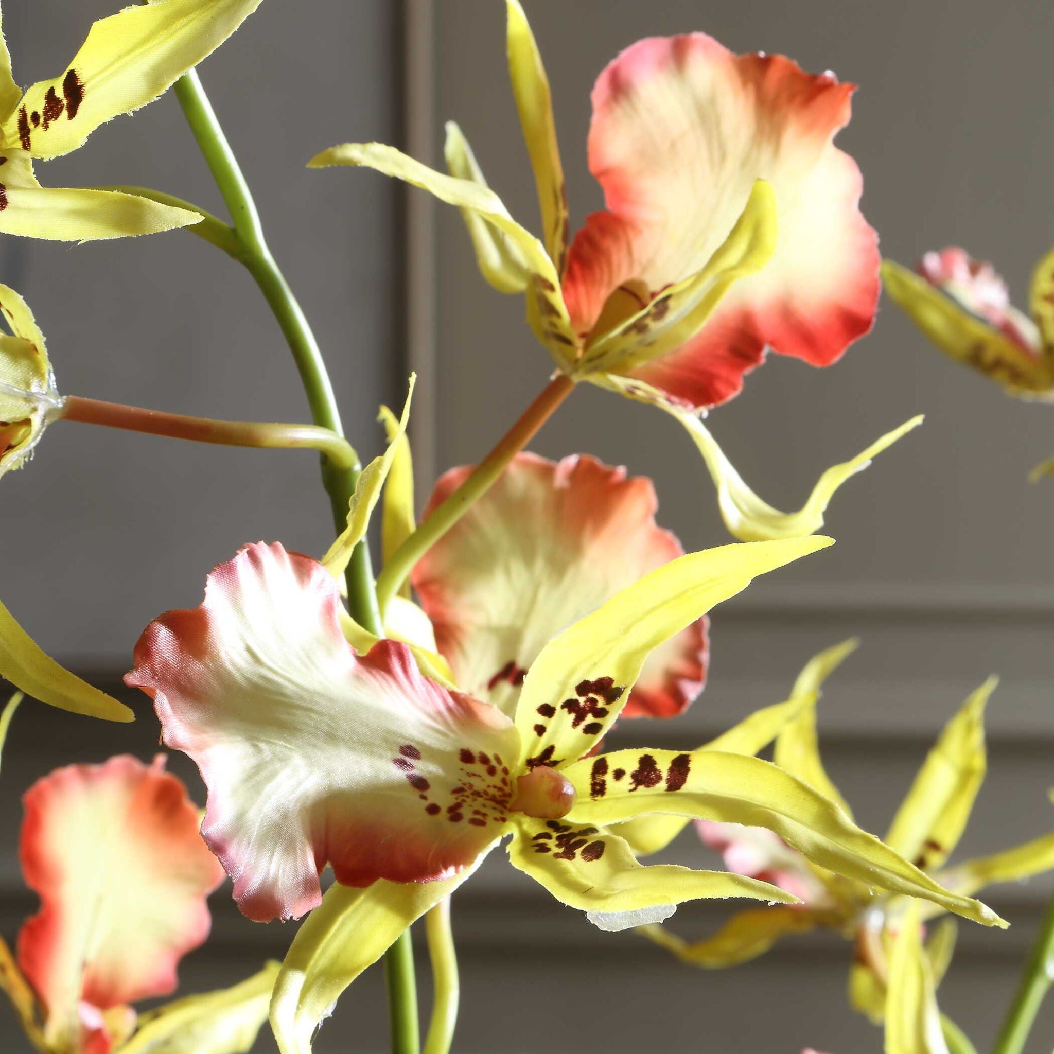 Spider - Orchid In Glass Vase - Green,Pink,Yellow