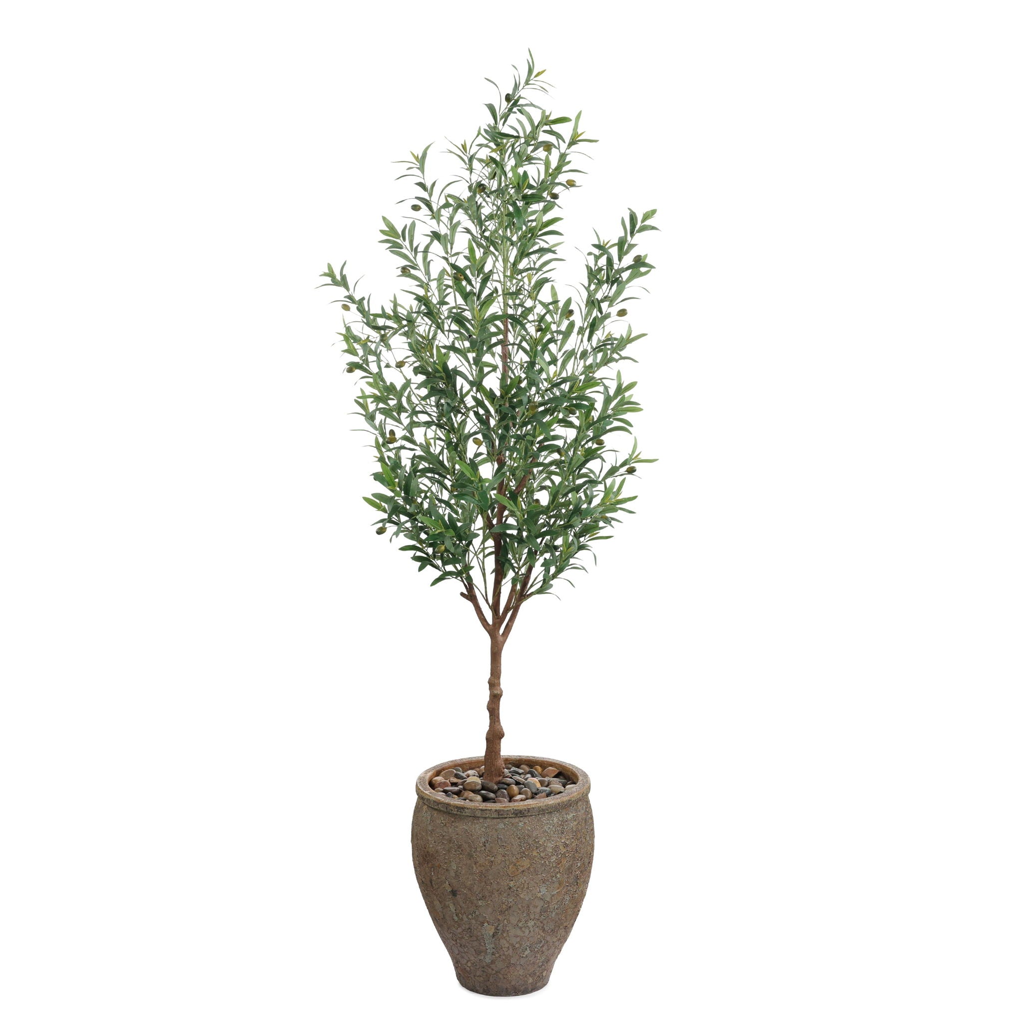Italian Olive
